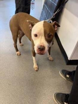 Violet -  Mixed Breed Dog for Adoption in West Chester, Pennsylvania - Violet | PetCurious