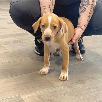 Bo-Peep -  Labrador Retriever and German Wirehaired Pointer Dog for Adoption in Nevada, Missouri - Bo-Peep | PetCurious