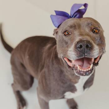 Pit Bull Terrier Dogs Available for Adoption - Sunny | PetCurious