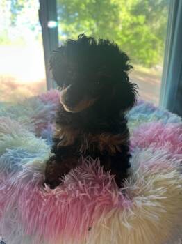 Poodle Dogs Available for Adoption in Pacolet, South Carolina - Minerva Feb 26 - A Millie Pup | PetCurious