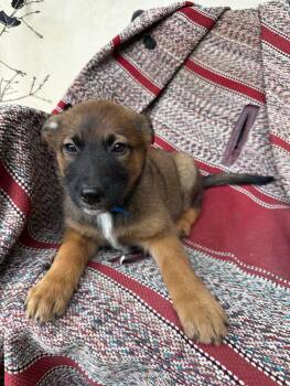 Belgian Shepherd Malinois Dogs Available for Adoption in Lockhart, Texas - Hawk | PetCurious