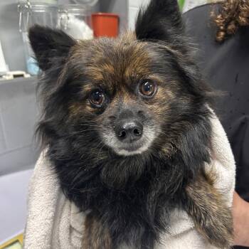 Shay -  Pomeranian Dog for Adoption in Summerville, South Carolina - Shay | PetCurious