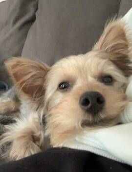 Lukey 4810 -  Yorkshire Terrier Dog for Adoption in Pickering, Ontario - Lukey 4810 | PetCurious