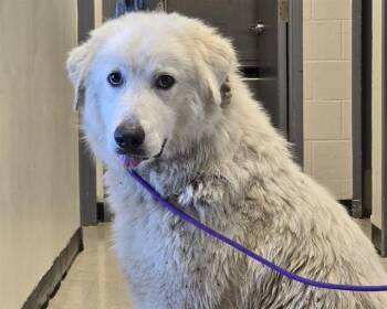 MARSHMALLOW -  Great Pyrenees Dog for Adoption in Olathe, Kansas - MARSHMALLOW | PetCurious