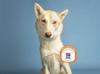 MONKEY LUFFY -  Husky and Mixed Breed Dog for Adoption in Phoenix, Arizona - MONKEY LUFFY | PetCurious