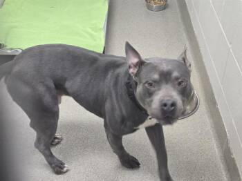 Boxer and Mixed Breed Dogs Available for Adoption - KERFUFFLE | PetCurious