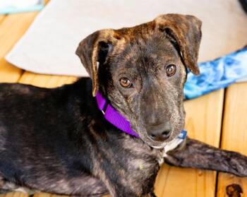 Mixed Breed Dogs Available for Adoption in Ellijay, Georgia - Victor | PetCurious