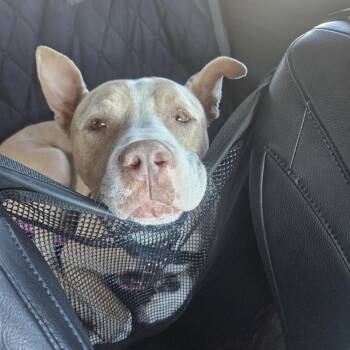 Canelo -  Pit Bull Terrier Dog for Adoption in San Diego, California - Canelo | PetCurious