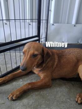 Whitney -  Hound Dog for Adoption in Irwin, Pennsylvania - Whitney | PetCurious