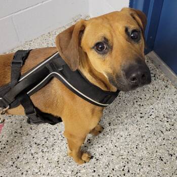 Rescue Black Mouth Cur and Beagle Dogs for Adoption in Hattiesburg, Mississippi - Cooper | PetCurious