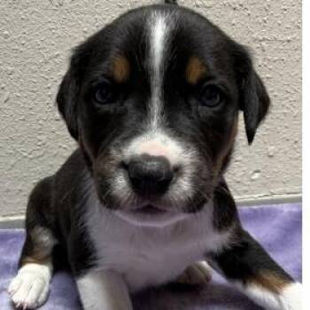 984 (2026) Marshmallow -  Rottweiler and Shepherd Dog for Adoption in Parker, Colorado - 984 (2026) Marshmallow | PetCurious