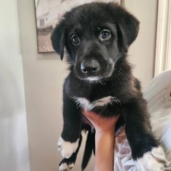 Rescue German Shepherd Dog Dogs for Adoption in Tulsa, Oklahoma - Onyx | PetCurious