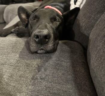 Great Dane and German Shepherd Dog Dogs Available for Adoption in Bullard, Texas - Bunny | PetCurious