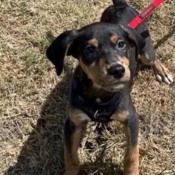 Axel -  Labrador Retriever and Shepherd Dog for Adoption in Traverse City, Michigan - Axel | PetCurious