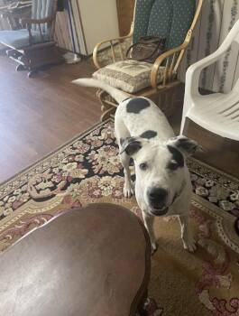 Charlie -  Great Dane and Pit Bull Terrier Dog for Adoption in Zimmerman, Minnesota - Charlie | PetCurious