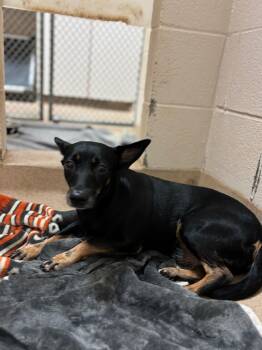 Rescue Affenpinscher Dogs for Adoption in Lima, Ohio - Regina | PetCurious