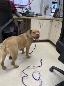 Pit Bull Terrier and Mixed Breed Dogs Available for Adoption - QUEEN CHANEL | PetCurious