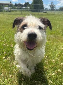 Rigby -  Terrier Dog for Adoption in Ionia, Michigan - Rigby | PetCurious