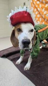 Rescue Mixed Breed Dogs for Adoption in Manitowoc, Wisconsin - Goofy | PetCurious