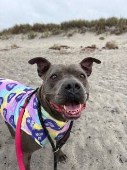 Rescue Pit Bull Terrier Dogs for Adoption in New Boston, New Hampshire - Blue | PetCurious