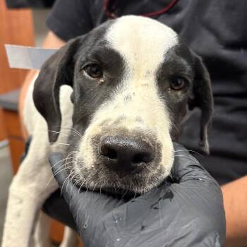 Buckley -  Pit Bull Terrier Dog for Adoption in Yuma, Arizona - Buckley | PetCurious