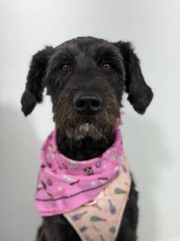 William-One of our Amazing Rescue Dogs -  Labradoodle and German Wirehaired Pointer Dog for Adoption in Carlsbad, California - William-One Of Our Amazing Rescue Dogs | PetCurious