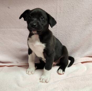 Benny -  Border Collie and Australian Shepherd Dog Available for Adoption in Siloam Springs, Arkansas - Benny | PetCurious