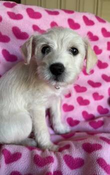 Poppy -  Maltese and Terrier Dog for Adoption in Fresno, California - Poppy | PetCurious