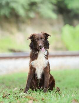 Prince -  Australian Shepherd Dog for Adoption in Lucedale, Mississippi - Prince | PetCurious
