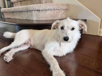 Rescue Wirehaired Terrier and Terrier Dogs for Adoption in Warren, Rhode Island - Sparky | PetCurious