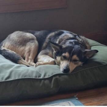 Rescue Siberian Husky Dogs for Adoption in Kittanning, Pennsylvania - Sasha OOTS | PetCurious