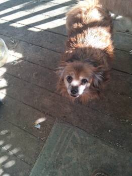 Rescue Pomeranian and Beagle Dogs for Adoption in Floyd, Virginia - *Courtesy Post* Elvis And Zackery | PetCurious