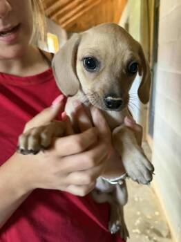 Chihuahua Dogs Available for Adoption - Gunner | PetCurious