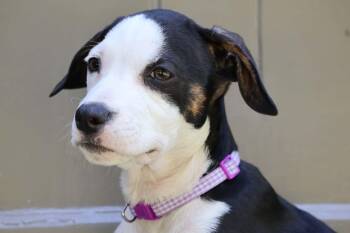 Zoey -  American Staffordshire Terrier and Labrador Retriever Dog for Adoption in Hatfield, Pennsylvania - Zoey | PetCurious