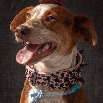 Mixed Breed Dogs Available for Adoption - Cookie | PetCurious