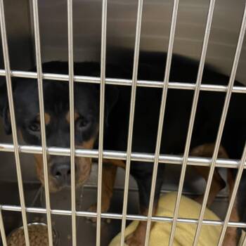 Petunia -  Mixed Breed Dog for Adoption in Winston-salem, North Carolina - Petunia | PetCurious