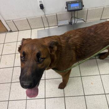 Mixed Breed Dogs Available for Adoption in Charleston, West Virginia - Loki Odin | PetCurious