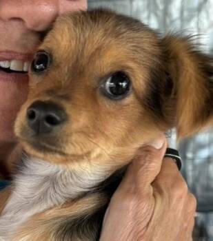 Mixed Breed Dogs Available for Adoption in Larkfield-wikiup, California - Yogi | PetCurious