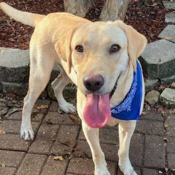 Guppy — An Affectionate, Happy Lab with a Heart Full of Love -  Labrador Retriever and Yellow Labrador Retriever Dog for Adoption in Houston, Texas - Guppy — An Affectionate, Happy Lab With A Heart Full Of Love | PetCurious