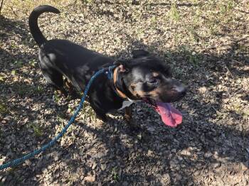 Rottweiler and American Staffordshire Terrier Dogs Available for Adoption in Jackson, Mississippi - Camp | PetCurious