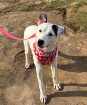 Jack Russell Terrier and Border Collie Dogs Available for Adoption - TULIP  | PetCurious