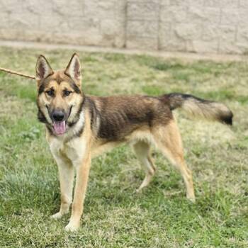Rescue German Shepherd Dog Dogs for Adoption in Frazier Park, California - Kip The Isabel GSD | PetCurious