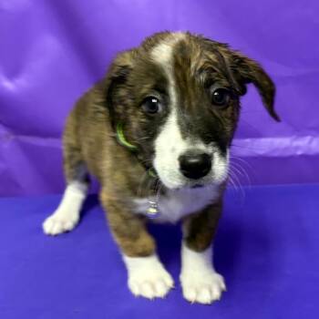 Dasheen -  Australian Shepherd and Mixed Breed Dog for Adoption in North Myrtle Beach, South Carolina - Dasheen | PetCurious