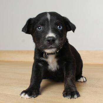 Border Collie Dogs Available for Adoption in Minnetonka, Minnesota - Jameson D69468 | PetCurious