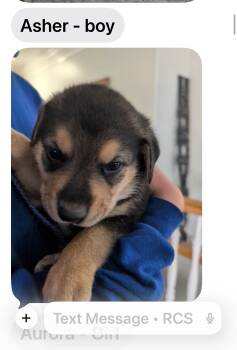 Doberman Pinscher Dogs Available for Adoption in Midway, Utah - Asher | PetCurious