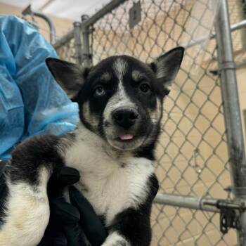 Siberian Husky Dogs Available for Adoption in Reno, Nevada - Casa Amor | PetCurious