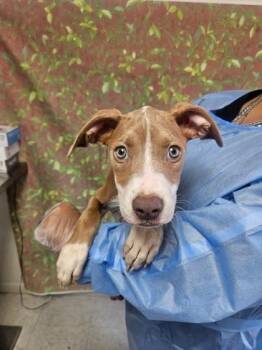 Timon -  American Staffordshire Terrier and Mixed Breed Dog for Adoption in San Antonio, Texas - Timon | PetCurious