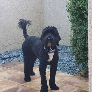 Rescue Standard Poodle and Labrador Retriever Dogs for Adoption in Woodland, California - George | PetCurious