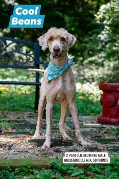 Cool Beans -  Goldendoodle Dog for Adoption in Sevierville, Tennessee - Cool Beans | PetCurious