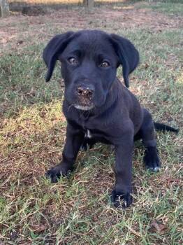 Larry -  Labrador Retriever and German Shepherd Dog Dog for Adoption in Alexander, Arkansas - Larry | PetCurious